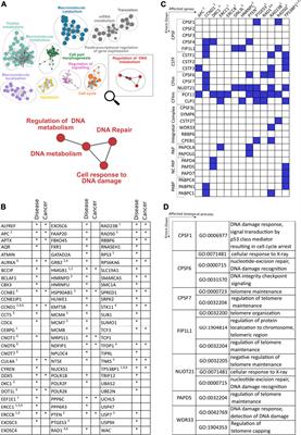 The Bidirectional Link Between RNA Cleavage and Polyadenylation and Genome Stability: Recent Insights From a Systematic Screen